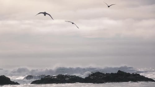 Birds Flying Over The Ocean