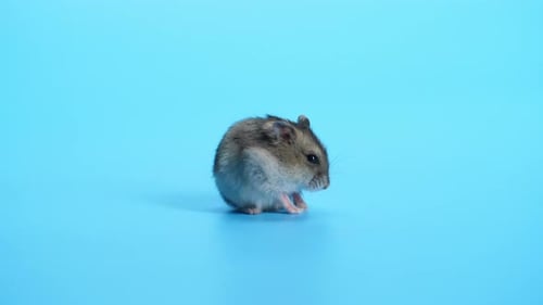 Hamster Grooming Itself on a Blue Background