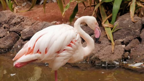 El grupo Pink Caribbean Flamingo va al agua en el Parque Nacional Wildlife. El flamenco rosado va a un pantano
