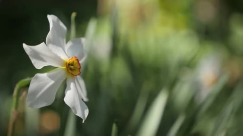 Shallow DOF Narcissus poeticus flower in the garden slow-mo 1920X1080 HD footage - Slow motion of da