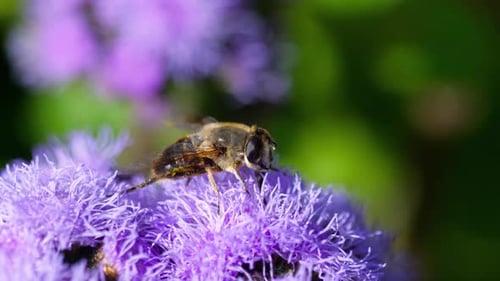 Macro shot of fly on purple flower