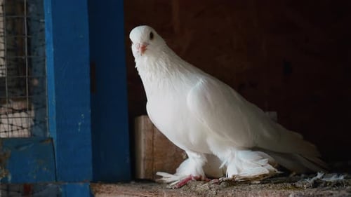 Close Up of a White Pigeon Resting
