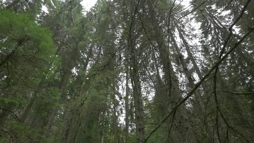 Low Angle of Evergreen Forest