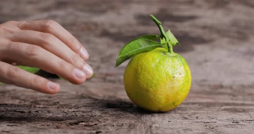 Hand Picks Up Fresh Citrus Fruit With Leaves