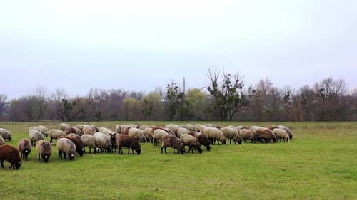 Sheep Grazing in Lush Green Rural Pasture