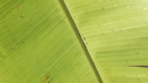 Bananenbaumblatt-Textur mit Sonnenlicht scheint am Sommertag durch. Sommer b