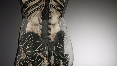 3D Human Anatomy Animation: Nervous System and Skeleton