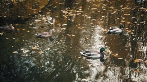 Canards dans l'étang dans le parc d'automne ou le zoo