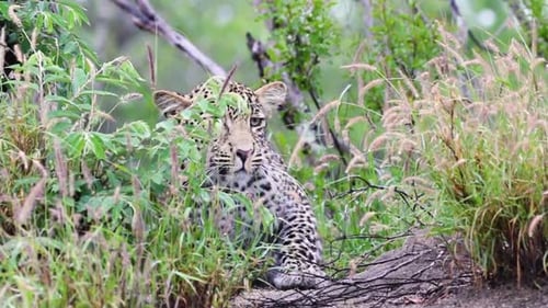Leopard se repose puis s'éloigne de la réserve animalière de Sabi Sands en Afrique du Sud
