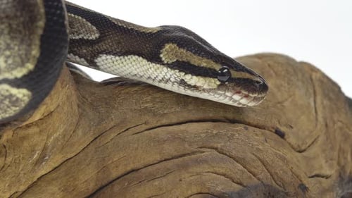 Royal Python o Python Regius sobre un obstáculo de madera en el estudio sobre un fondo blanco