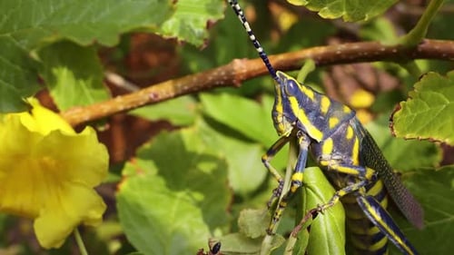 Aularches Miliaris est une espèce monotypique de sauterelle du genre Aularches