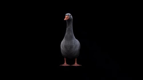 Goose İdle View From Front