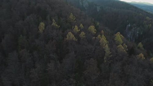 Dark conifer forest with several yellow deciduous trees in Poland woods, aerial