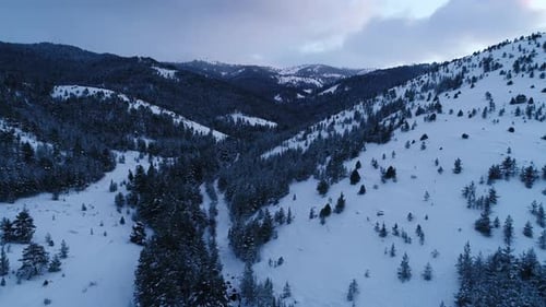 Winter Forest In Snow