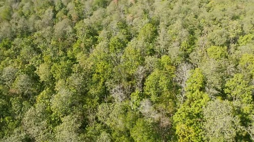 Aerial top view of lush green trees from above in tropical forest in national park and mountain