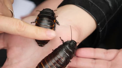 Hissing Cockroaches Crawling on Hand Close Up