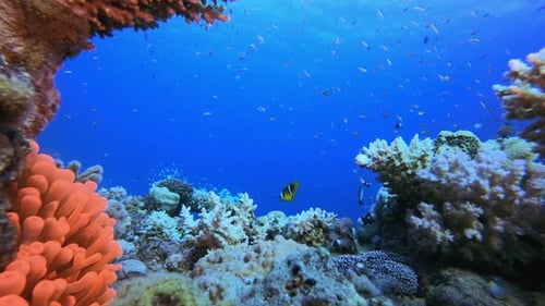 Blue Sea Clownfish Anemones