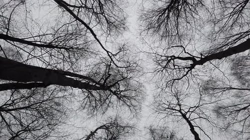 Branches of Trees