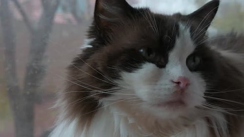 Ragdoll-Katze schaut sich nahe regnerischem Fenster um
