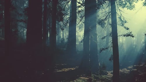 Black Tree Trunk in a Dark Pine Tree Forest