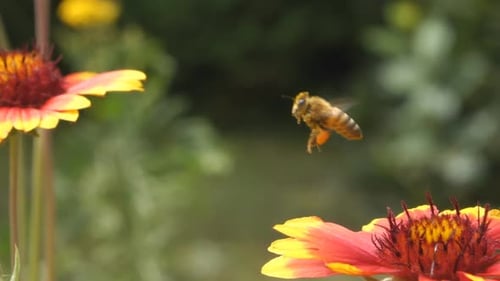 Bee & Flowers