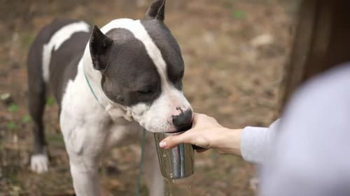Taza de agua potable de acero de pura raza American Staffordshire Terrier en cámara lenta