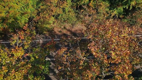 Estrada da natureza da floresta