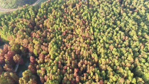 Autumn forest