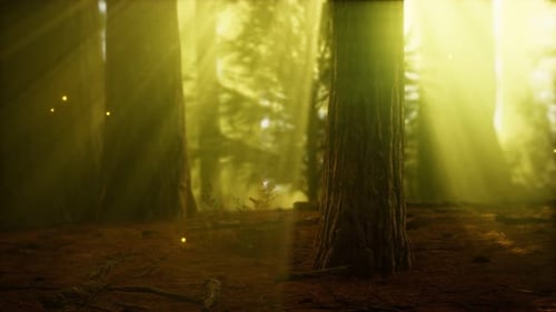 Firefly in Misty Forest with Fog
