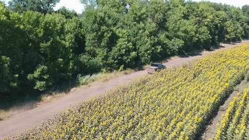 Follow To Black Pickup Truck Fast Rides Through Rural Road. Aerial Shot of Car Driving at