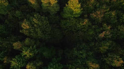 Drohne über dichtem Wald im Herbst