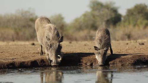 Wide shot of a female warthog and her young drinking at a waterhole, Mashatu Botswana.
