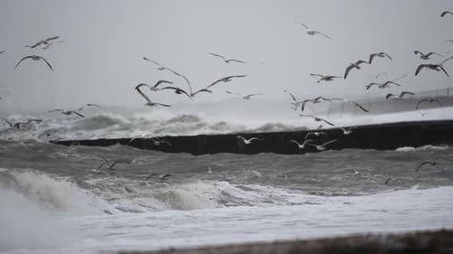 Medium shot of sea gulls flying over the violent waves of a storm driven by climate change and warme