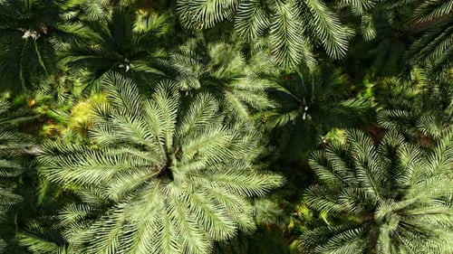 Palm Forest Top View