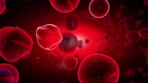 Fluid Animation of Red Blood Cells and Immune Cells