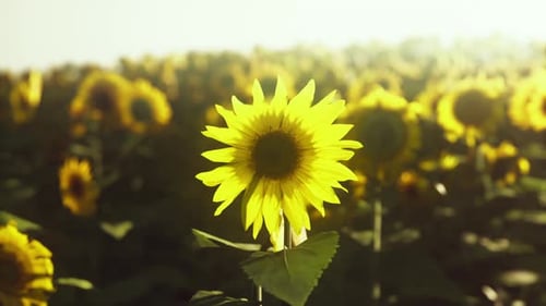 Sunflower Field Landscape at Sunset