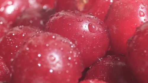 Fresh Cherries with Water Droplets Close Up