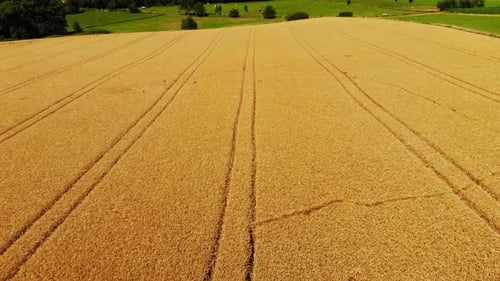 Aerial View of Golden Wheat Field