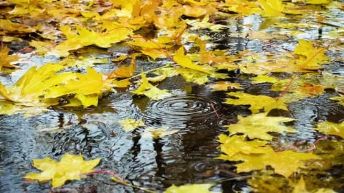 Regentropfen fallen an der Pfütze mit den gelben Ahornblättern 2