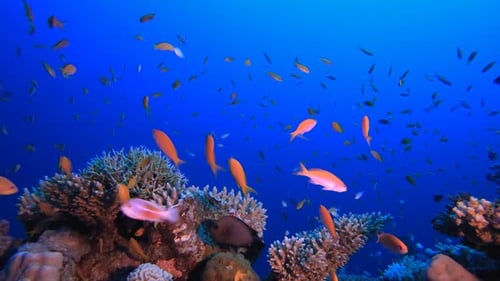 Tropische bunte Fische und Korallen