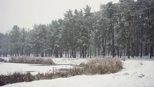 Snowy Winter Landscape with Lake and Pine Trees
