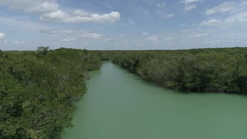 Aerial view of green plants in the water