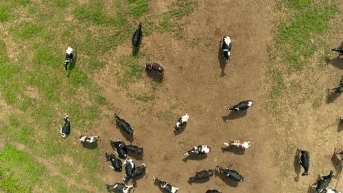 Cows