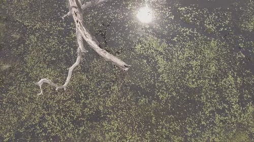 Árvore morta em uma área inundada no Brasil movimento louco de drone