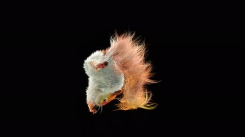Acrobatic Squirrel Animation with Fluid Colorful Fur