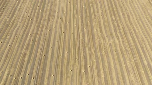 Harvested field of wheat from above 4K aerial footage