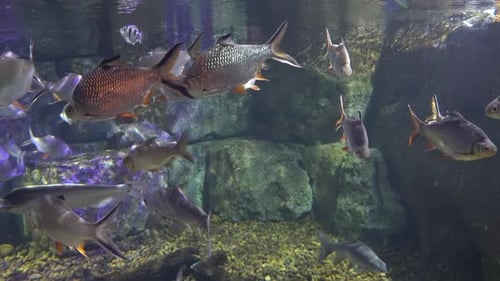 Marine Fishes Serenely Swim in The Sea Water of The Aquarium. Beautiful Fabulous Sea Fish.