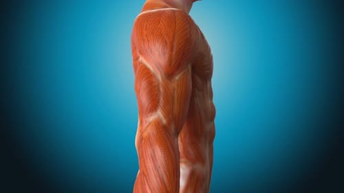 3D Human Torso Muscular System Reveal Animation