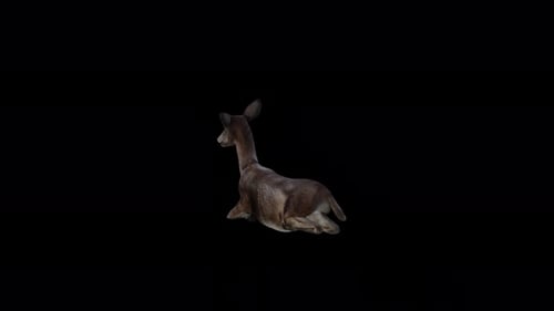 Black Deer Doe Sit-Ansicht von der Rückseite