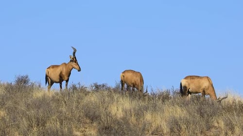 Hartebeest Grazing Calmly on African Savanna